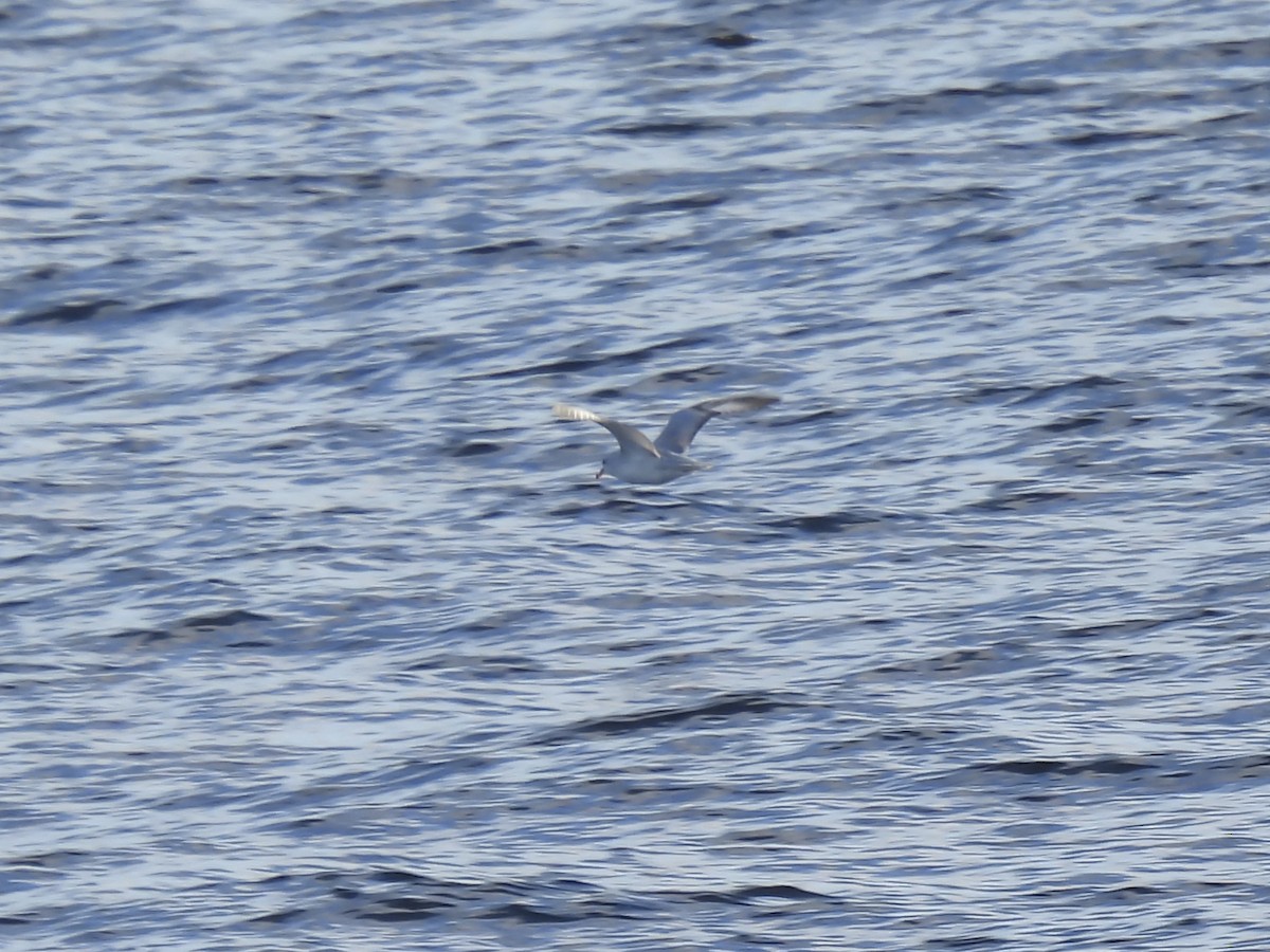 Fulmar argenté - ML612448689