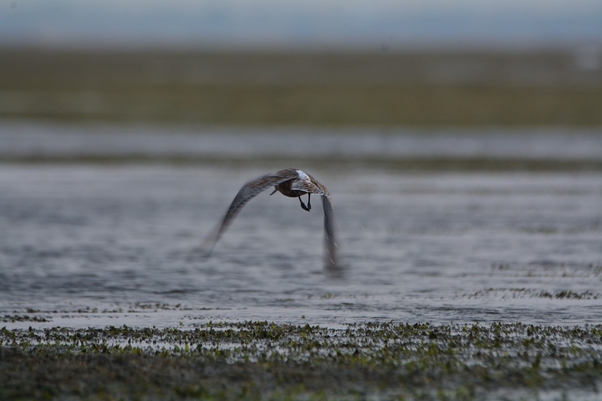 Bar-tailed Godwit - ML612448765