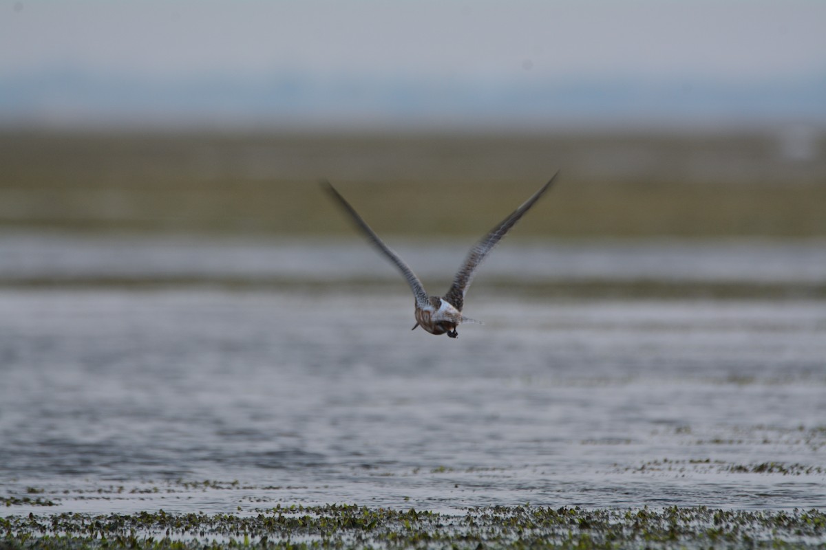Bar-tailed Godwit - ML612448766