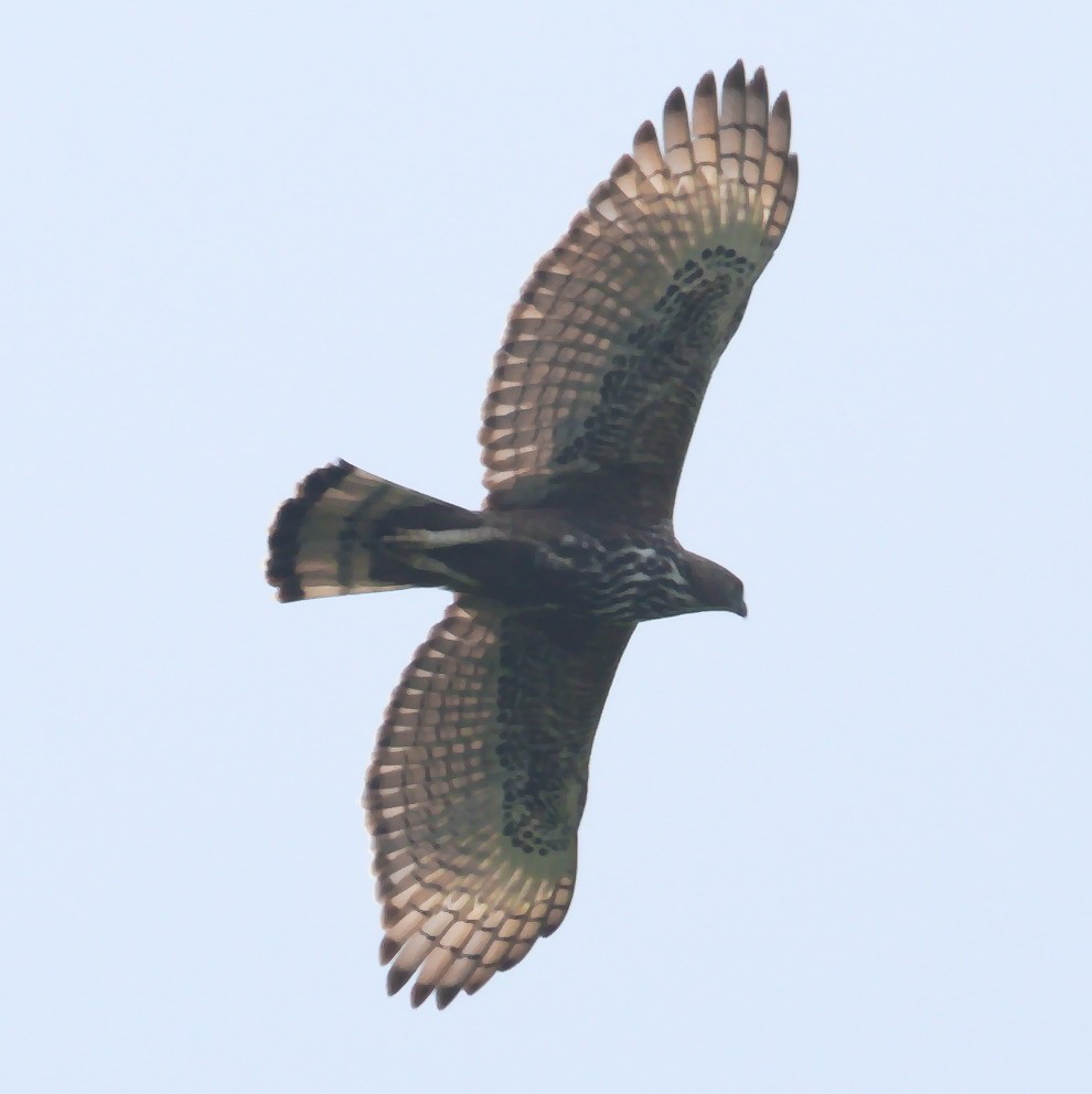 Changeable Hawk-Eagle - ML612448789