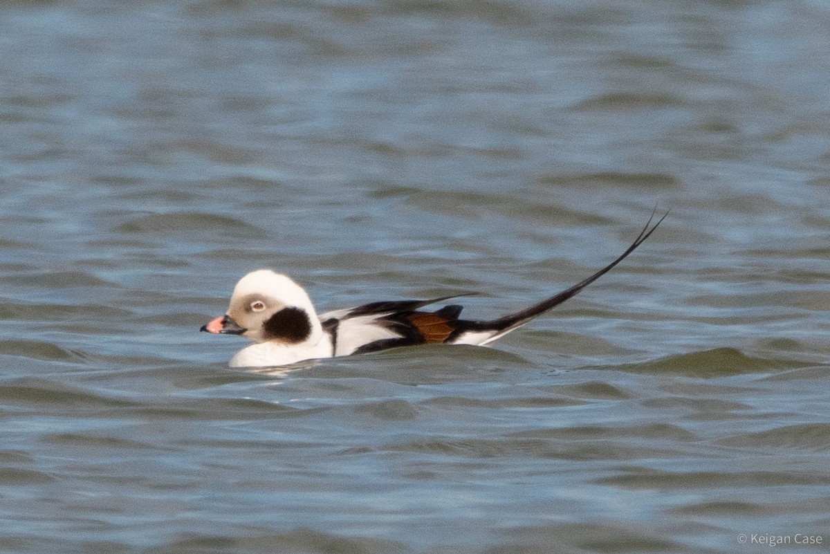 Long-tailed Duck - ML612448801