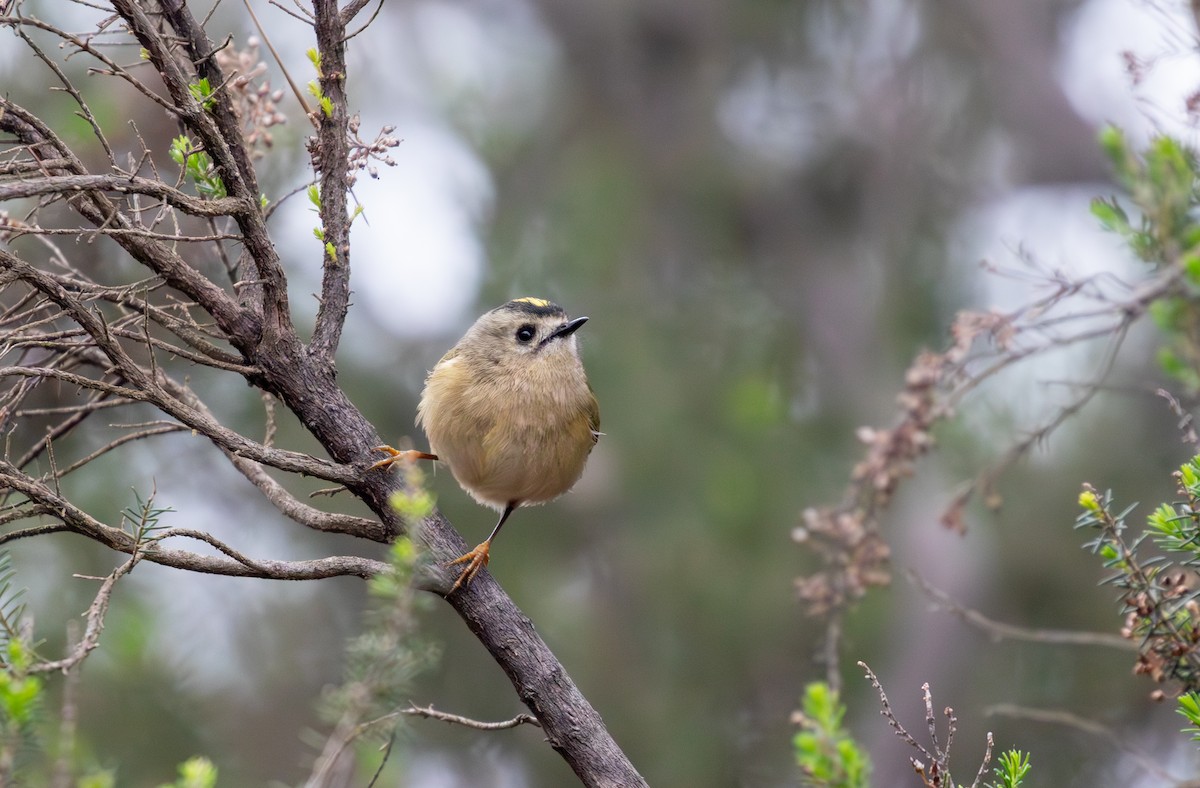 Goldcrest (Tenerife) - Sam Jones