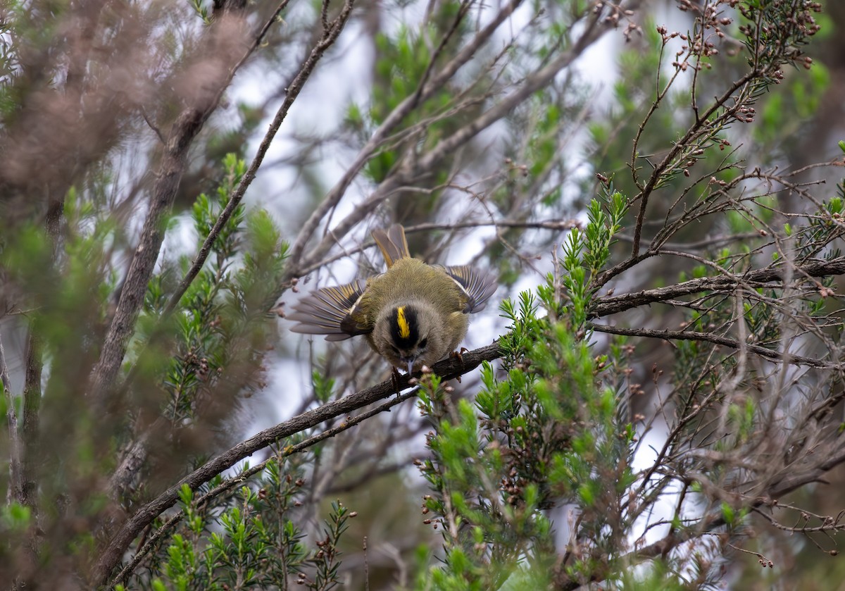 Goldcrest (Tenerife) - Sam Jones