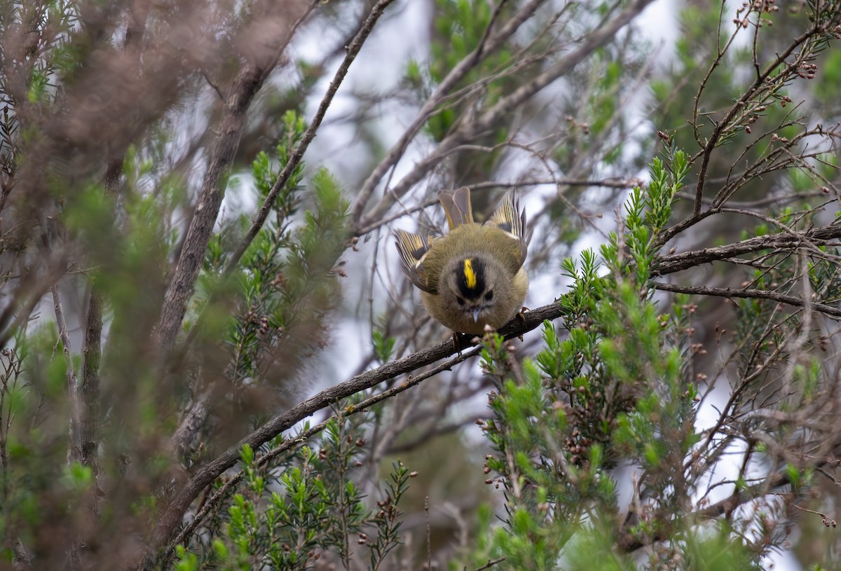 Goldcrest (Tenerife) - Sam Jones