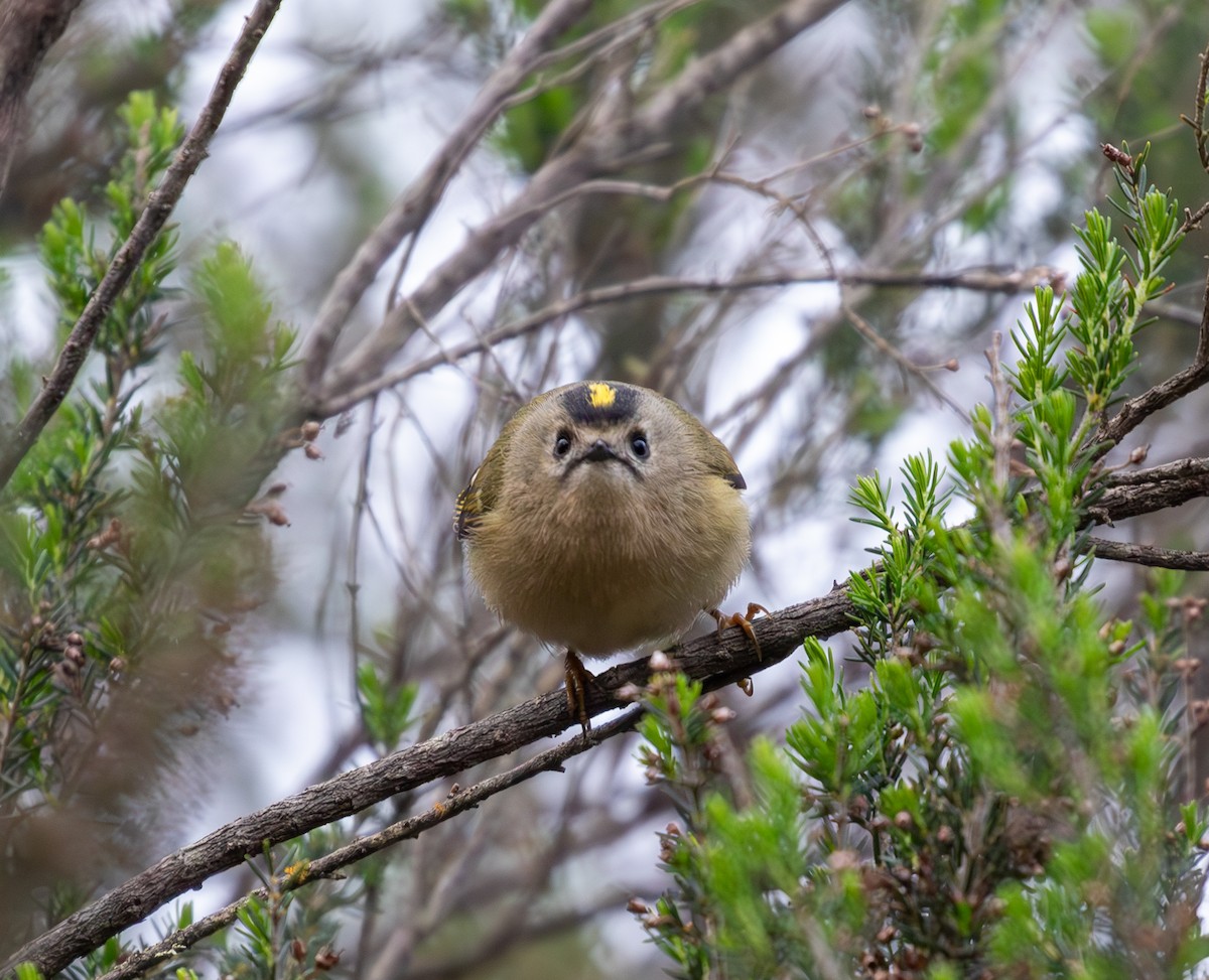 Wintergoldhähnchen (teneriffae) - ML612448831