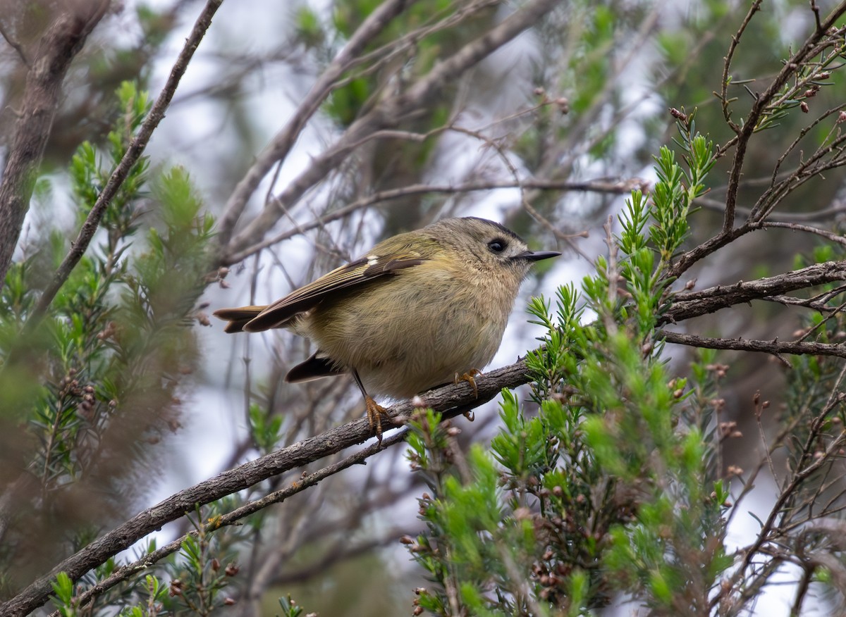 Goldcrest (Tenerife) - Sam Jones