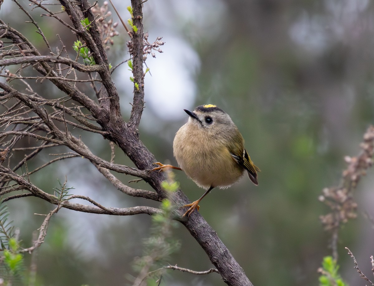 Goldcrest (Tenerife) - Sam Jones