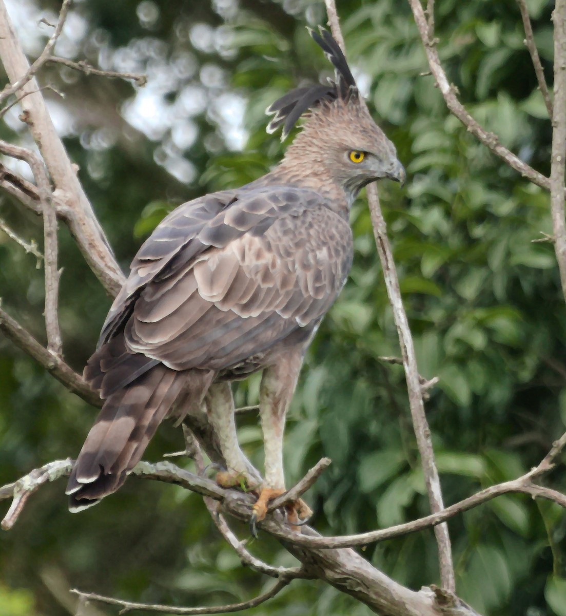 Changeable Hawk-Eagle - ML612448855