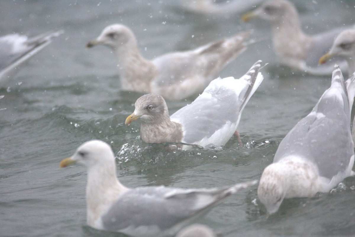 Iceland Gull - Brandon Holden