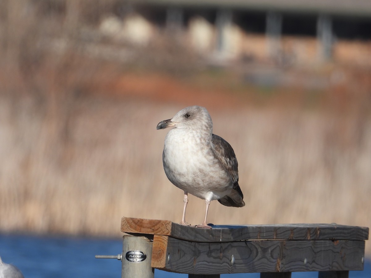 Yellow-footed Gull - ML612448909