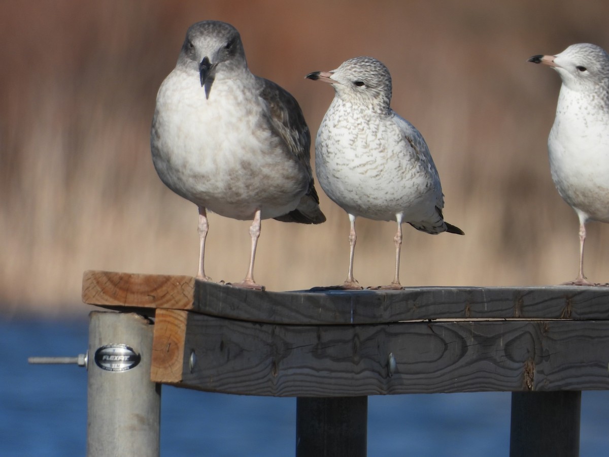 Yellow-footed Gull - ML612448914