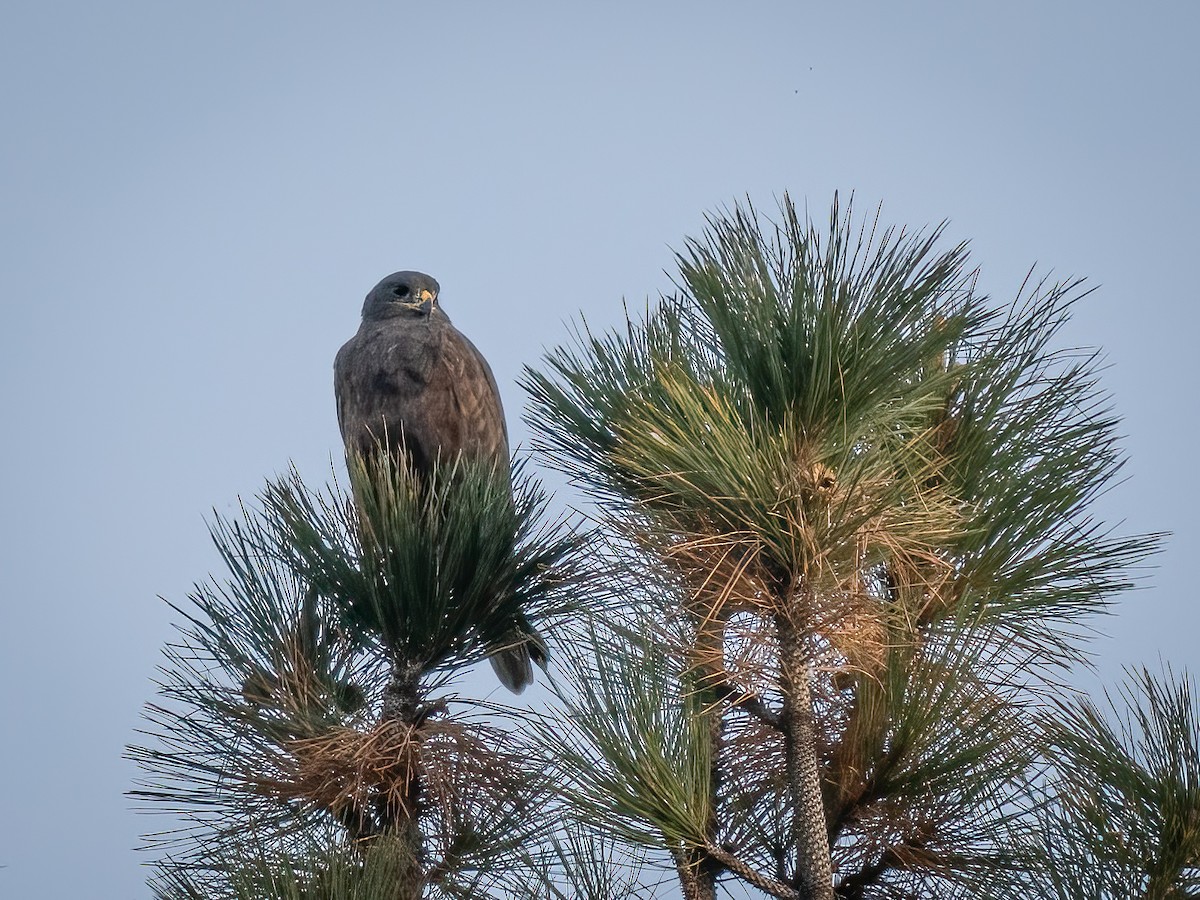 Ferruginous Hawk - ML612448923