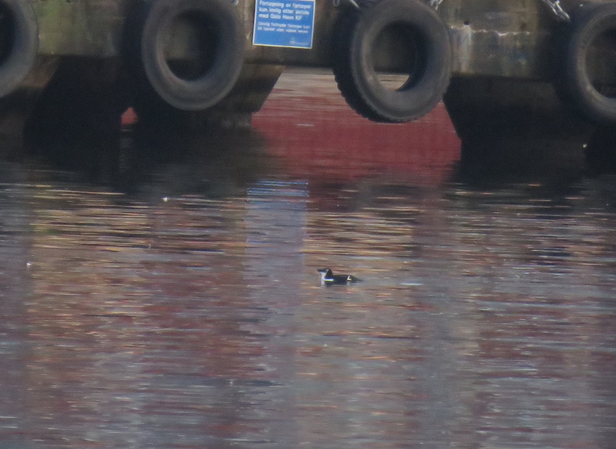 Razorbill - Michael Willison