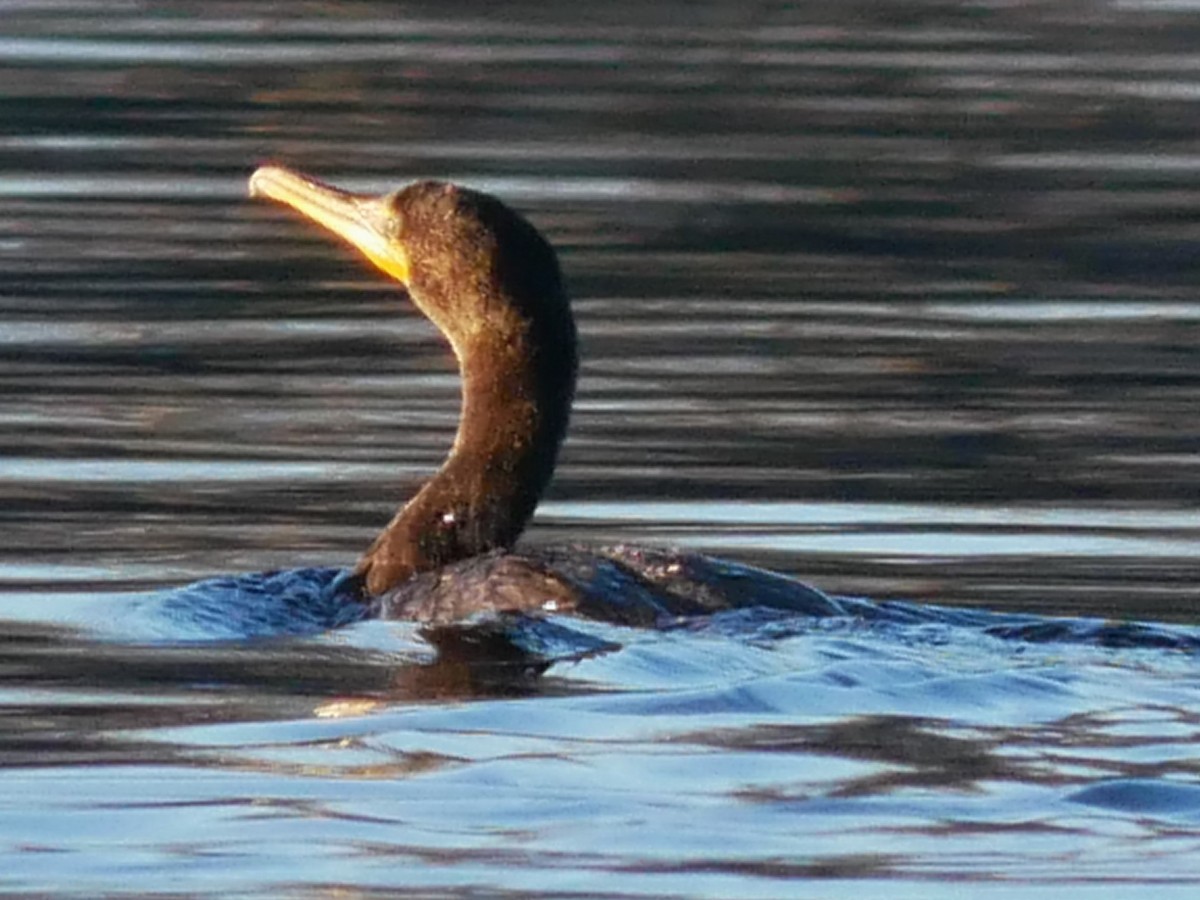 Double-crested Cormorant - ML612449030