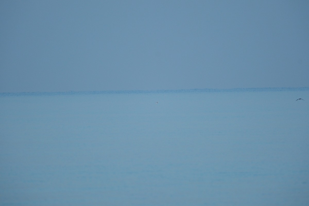 Great Crested Grebe - ML612449223