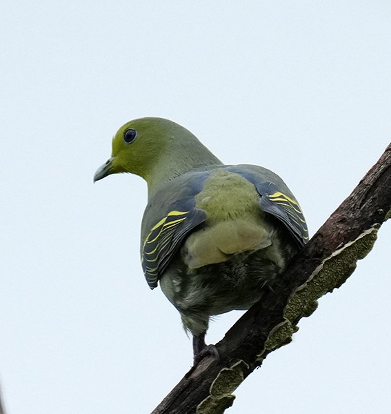Sri Lanka Green-Pigeon - ML612449228