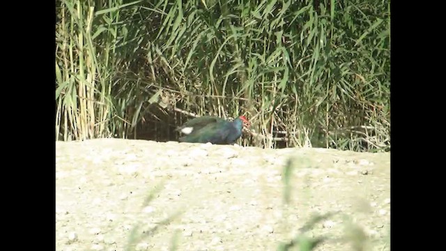 Pollo sultano testagrigia - ML612449280