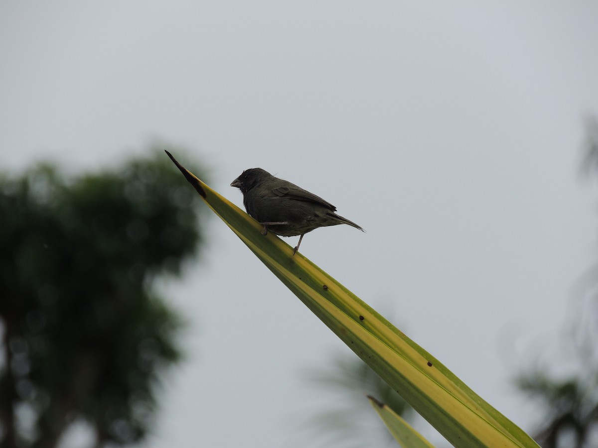 Black-faced Grassquit - ML612449421