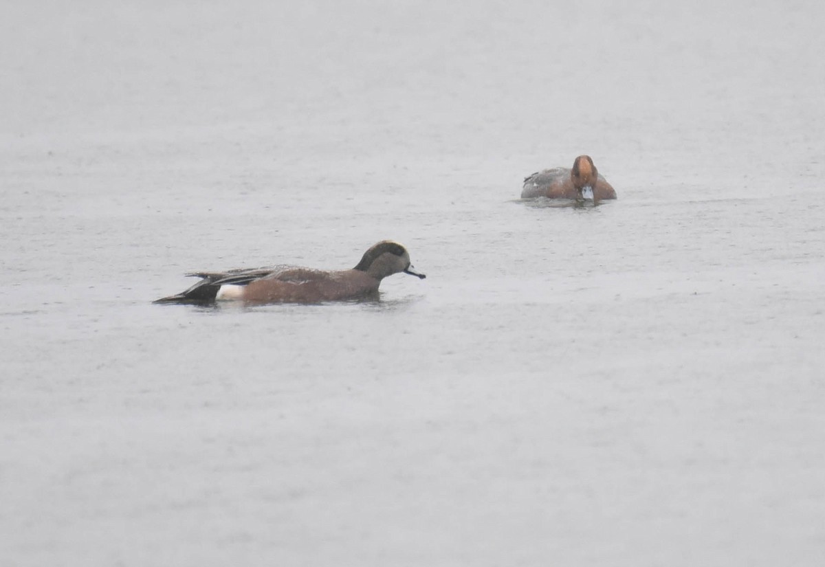 American Wigeon - Kathy Marche