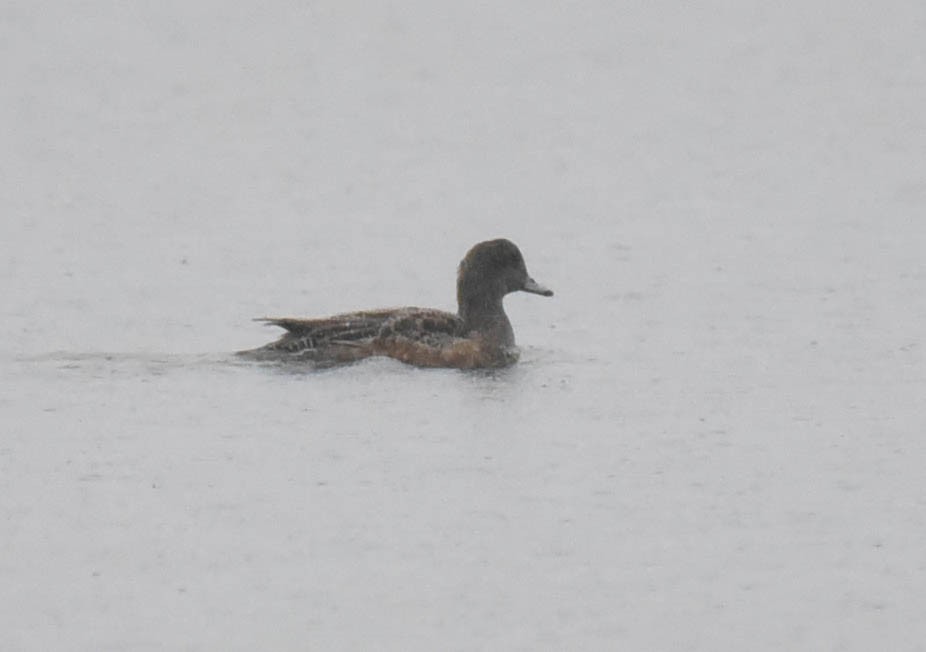 American Wigeon - ML612449489