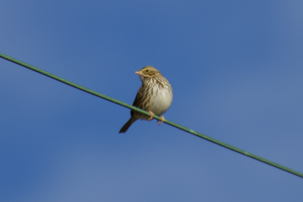 Savannah Sparrow - ML612449490