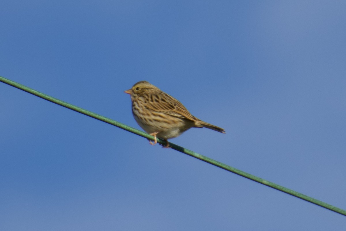 Savannah Sparrow - ML612449491