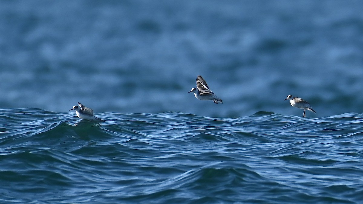 Red Phalarope - ML612449529
