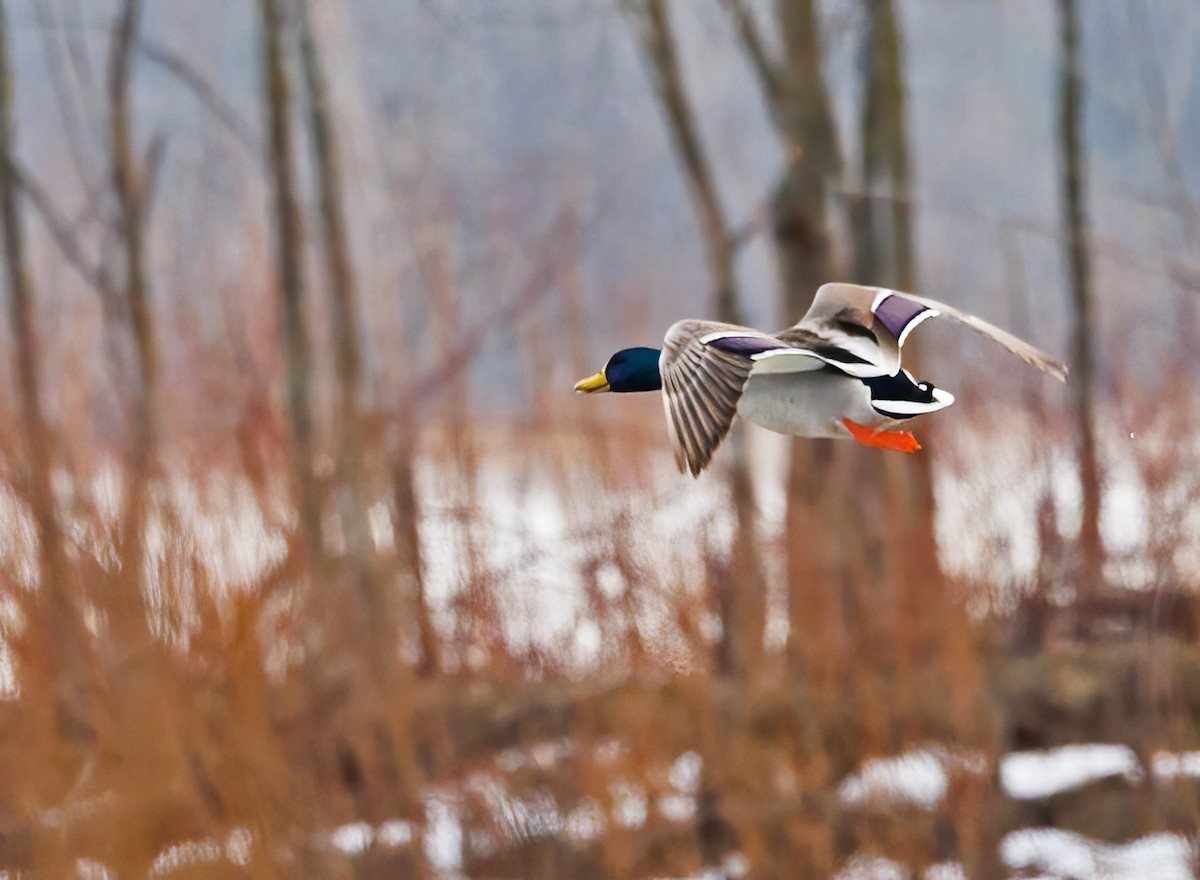 Mallard - Michel Laquerre