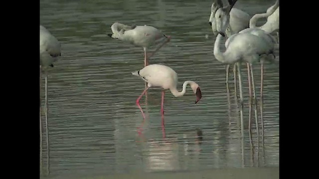 פלמינגו זוטר - ML612449635