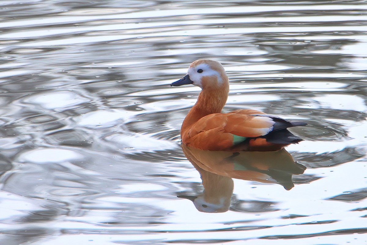 Ruddy Shelduck - ML612449663