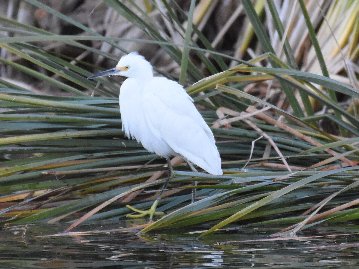 Snowy Egret - ML612449682