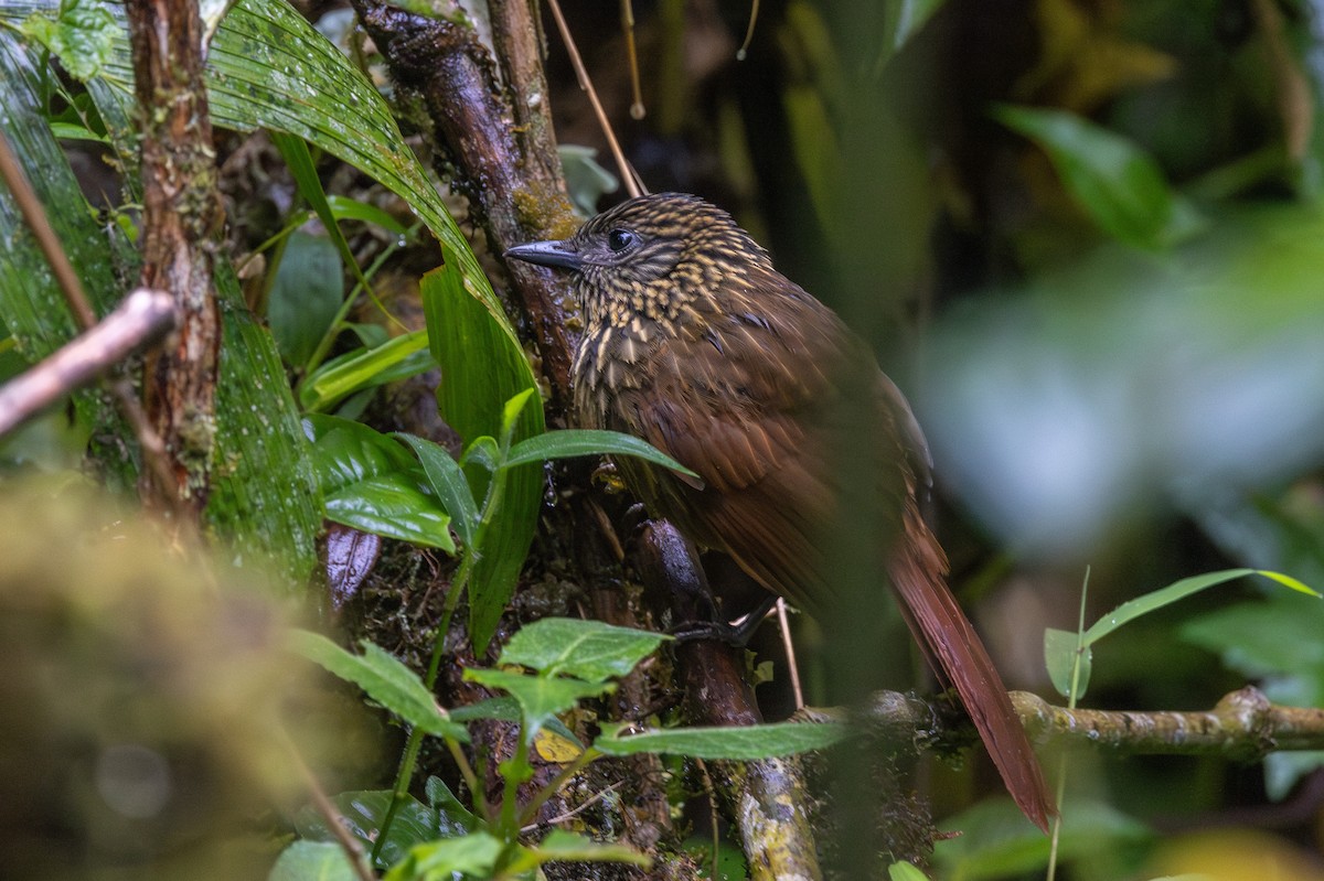 Trepamusgos Peruano - ML612449687