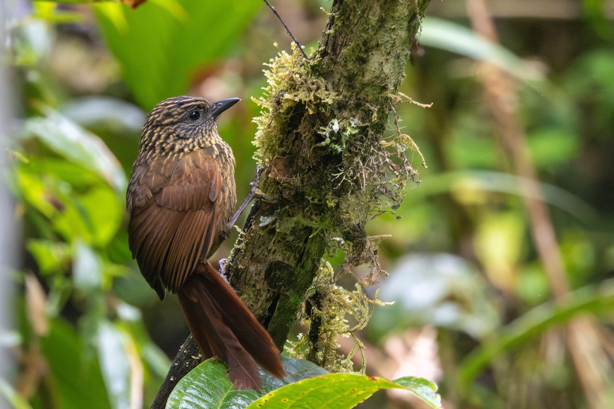 Rufous-backed Treehunter - Yann Muzika