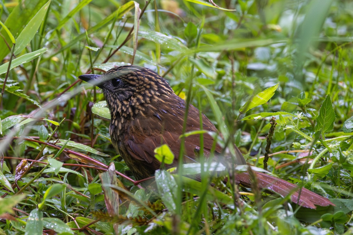 Rufous-backed Treehunter - ML612449689