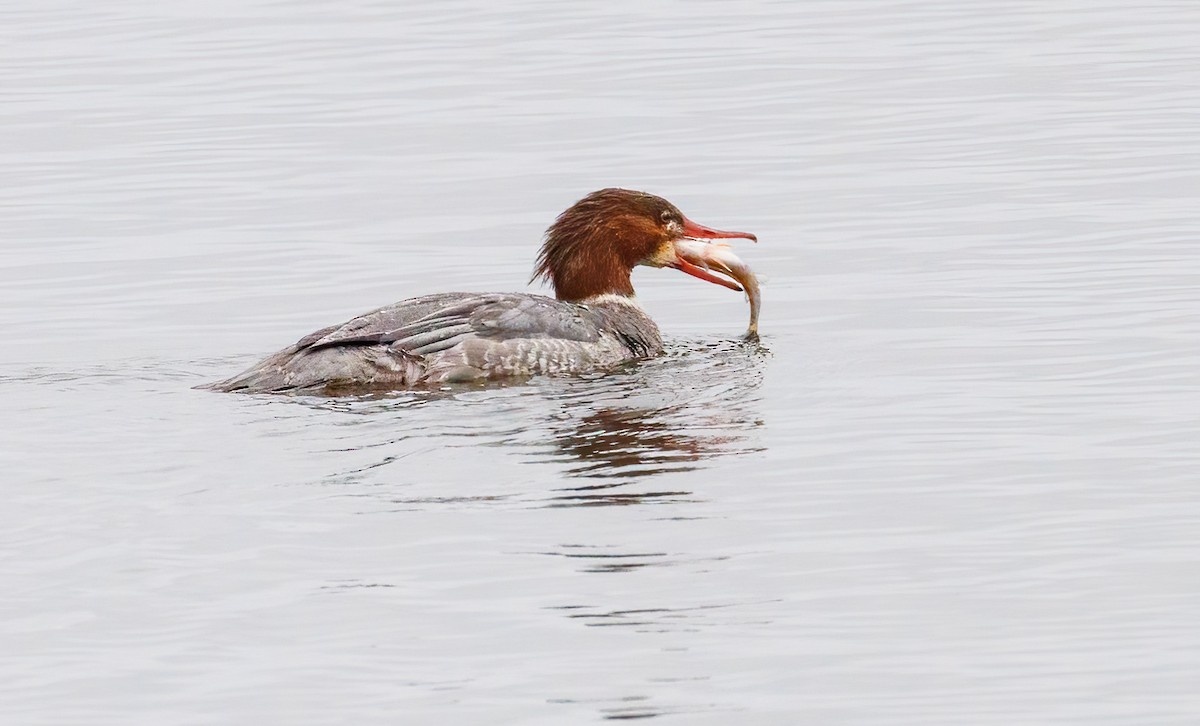 Common Merganser - Michel Laquerre