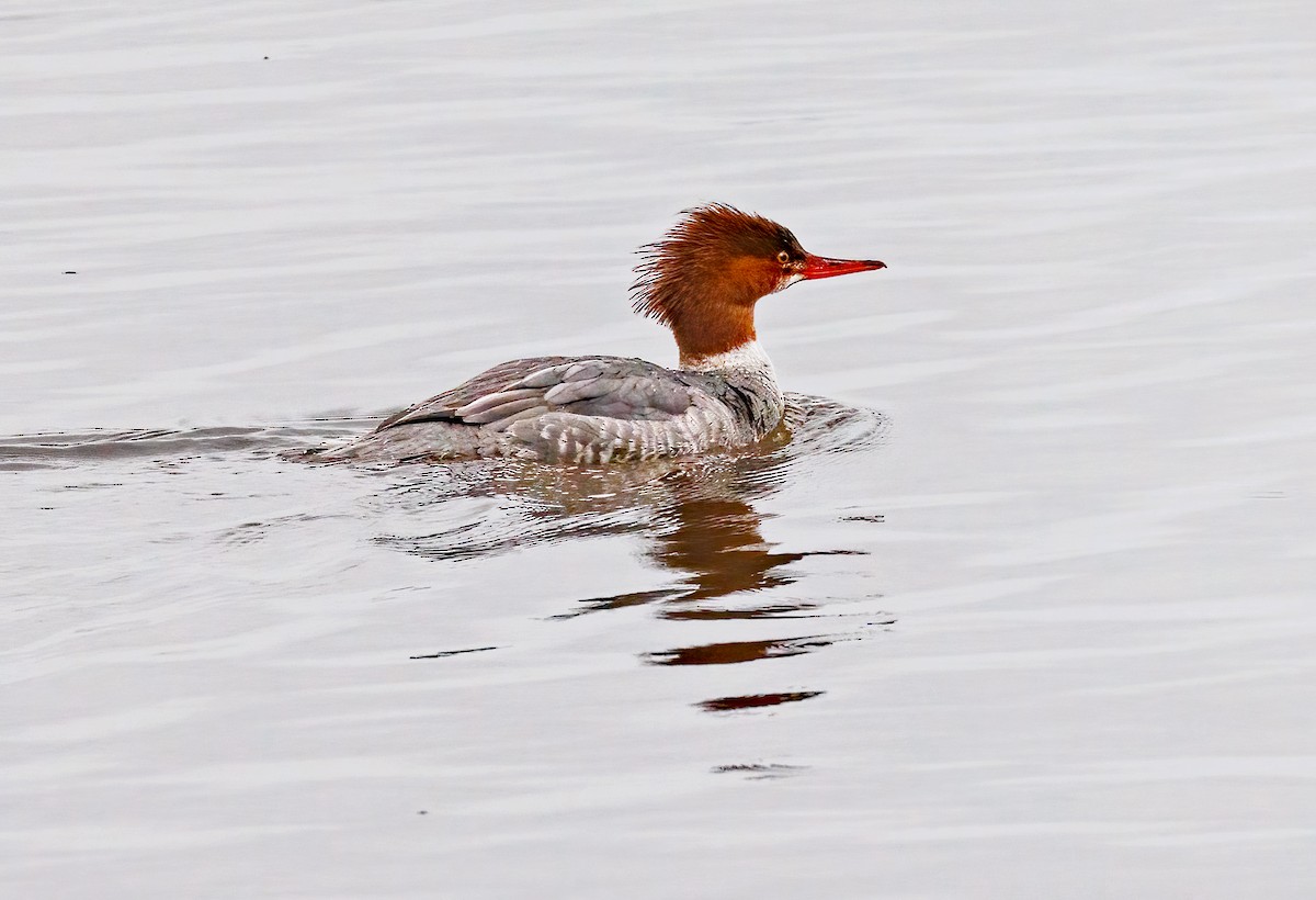 Common Merganser - Michel Laquerre