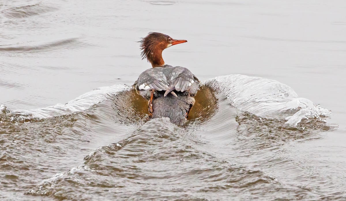 Common Merganser - Michel Laquerre