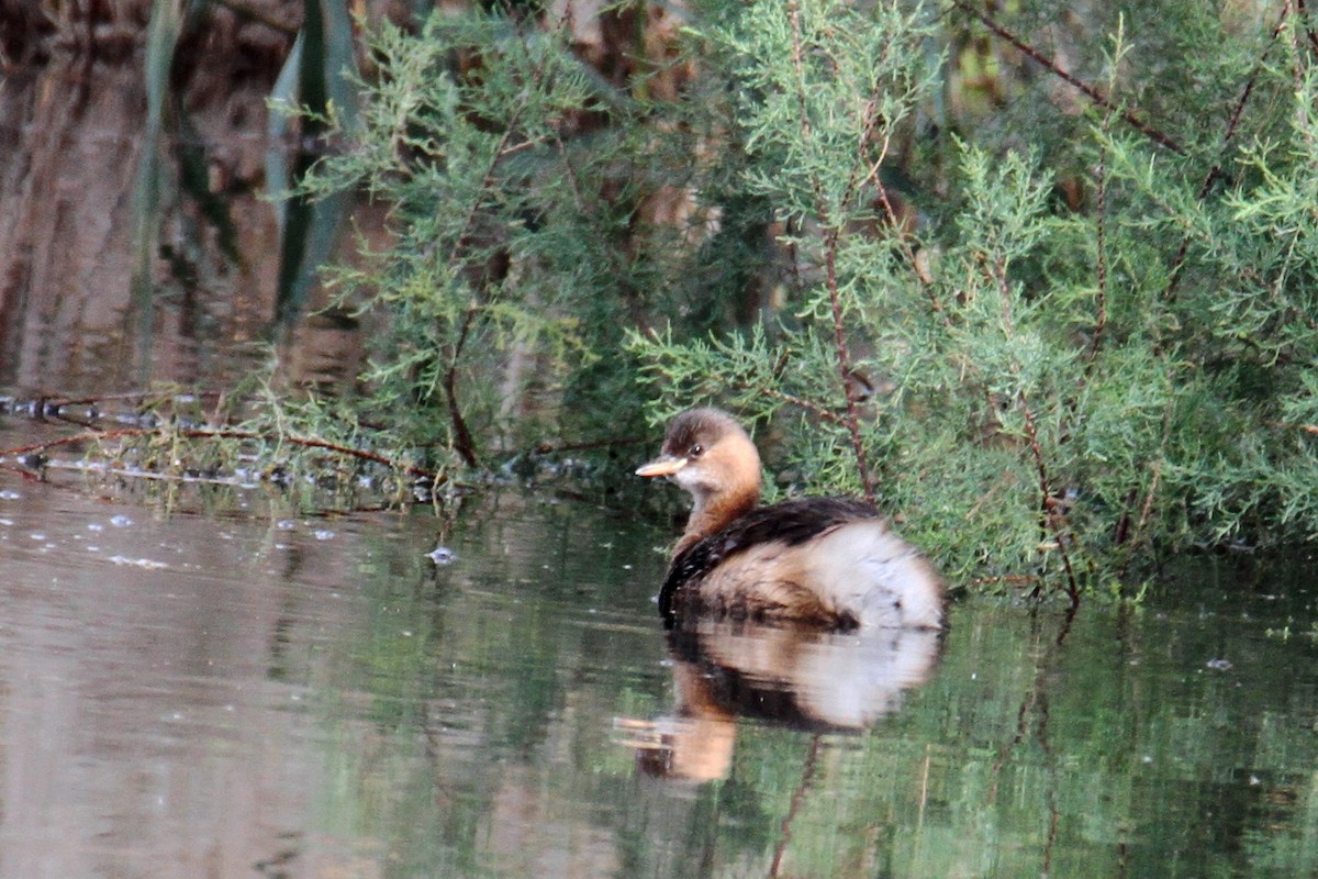 Little Grebe - ML612449755