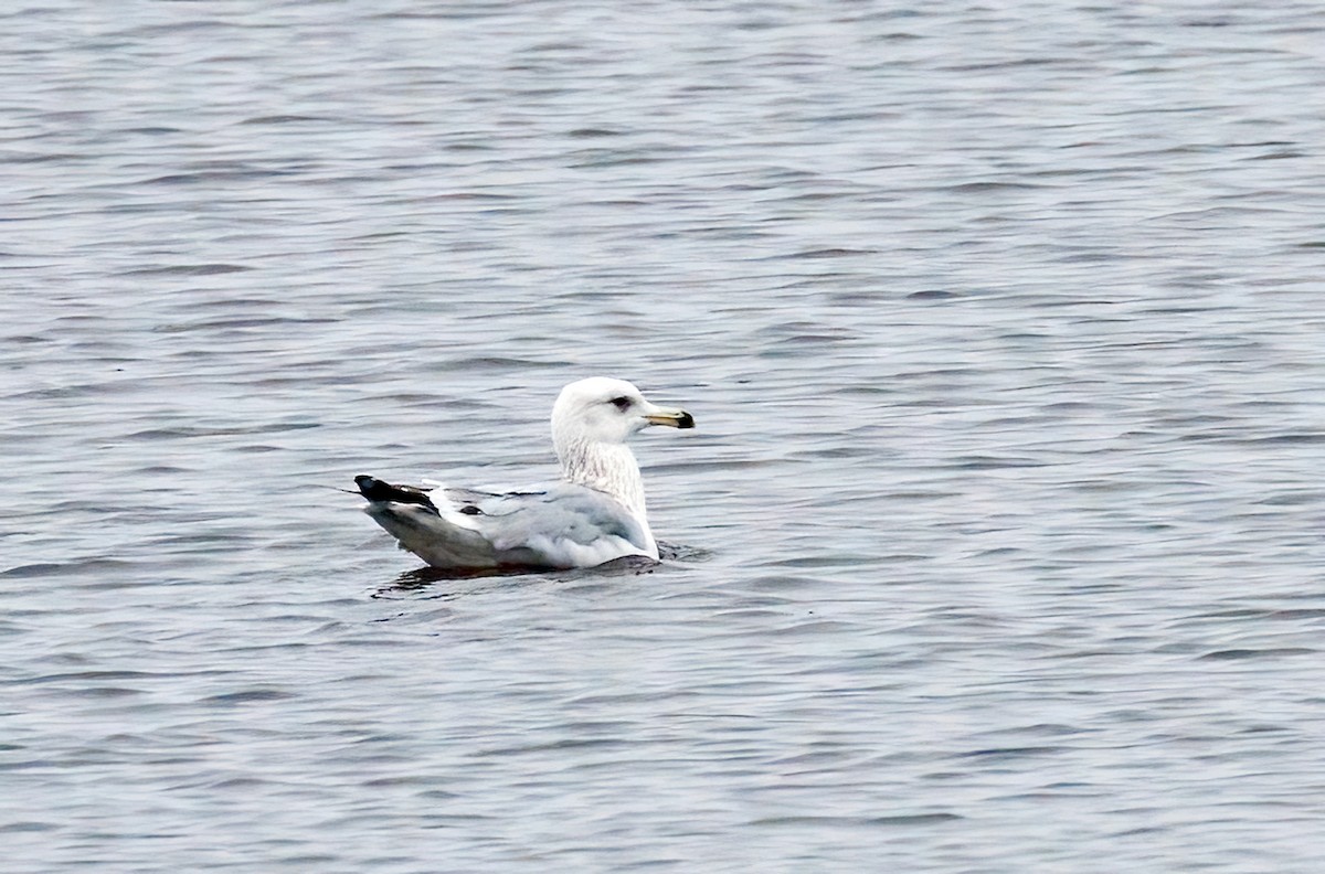 Herring Gull - Michel Laquerre