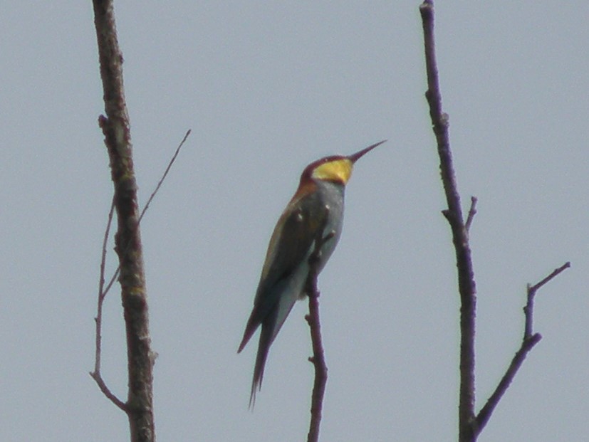 European Bee-eater - Robert F.