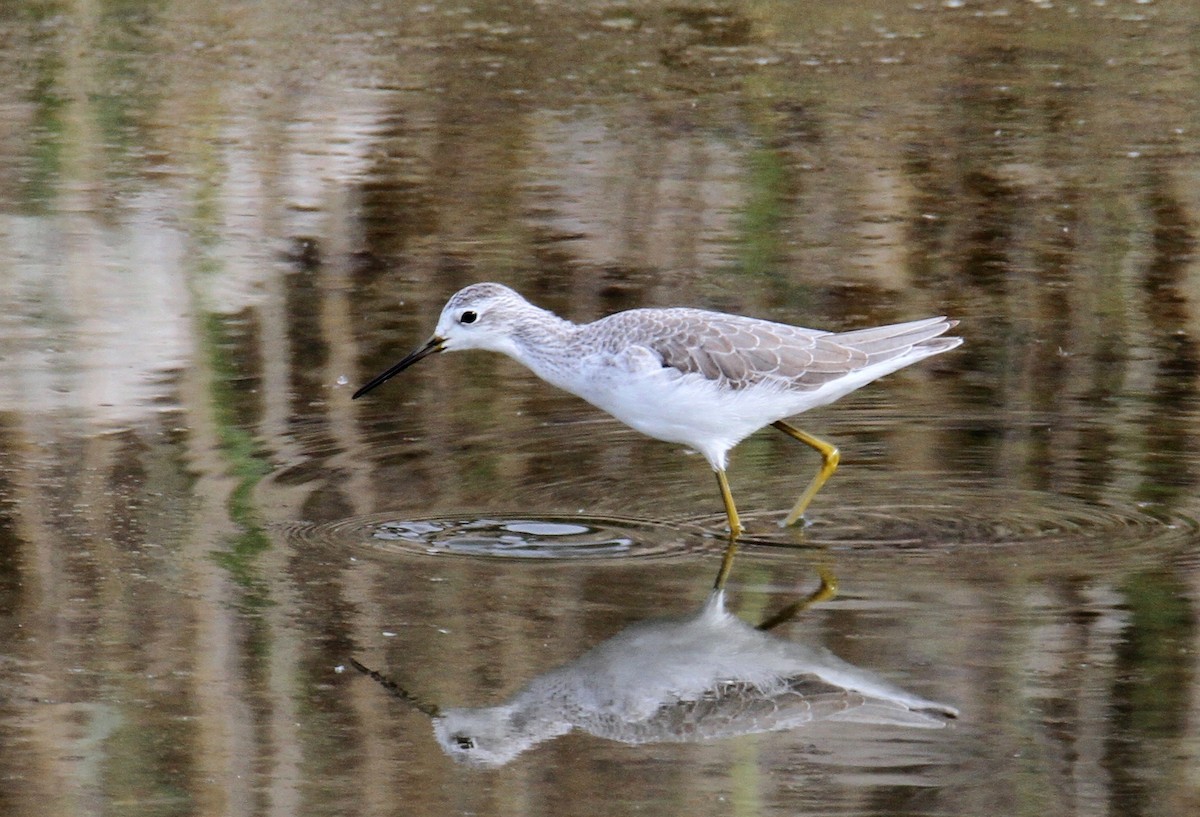 Marsh Sandpiper - ML612449988