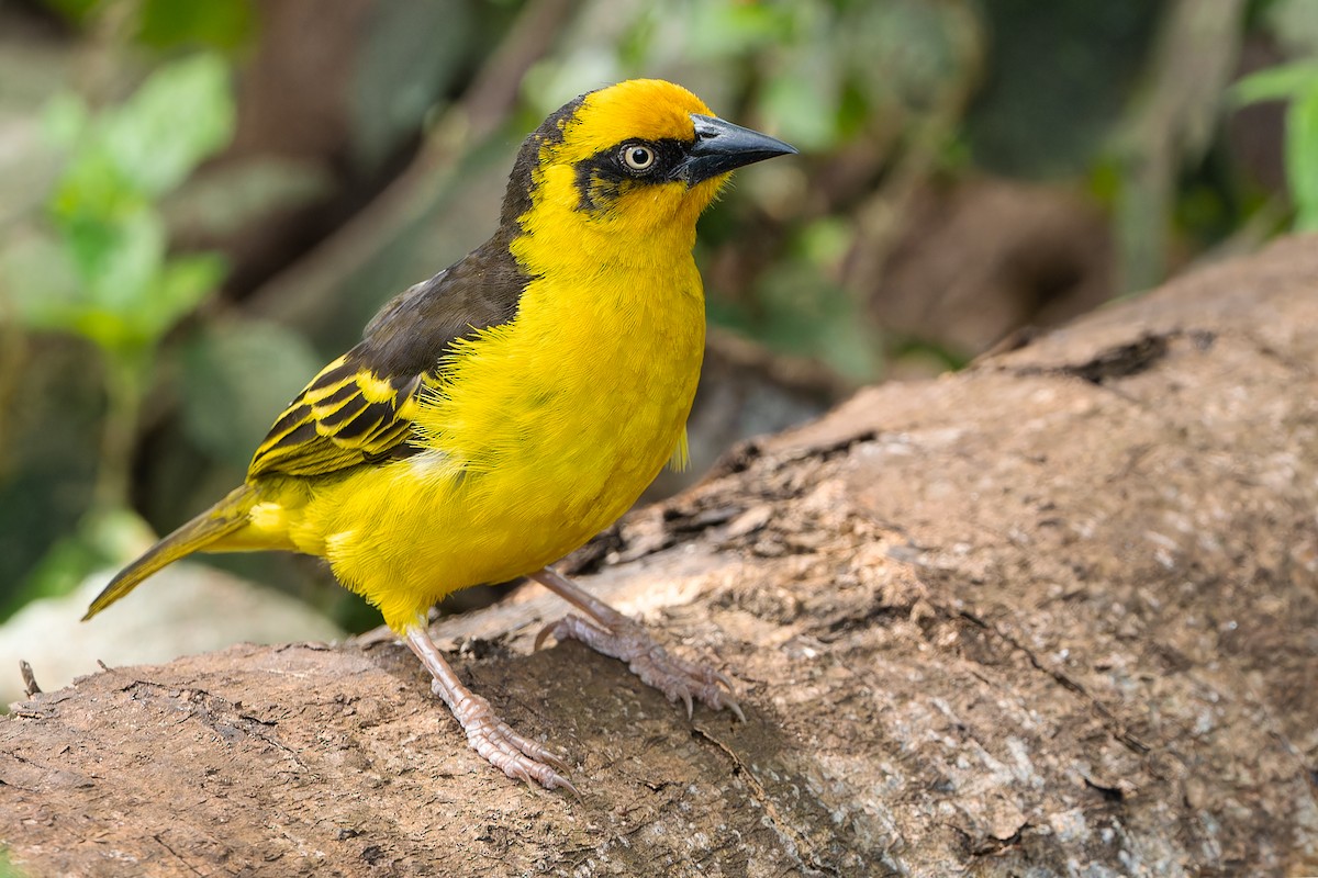 Baglafecht Weaver - Don Danko