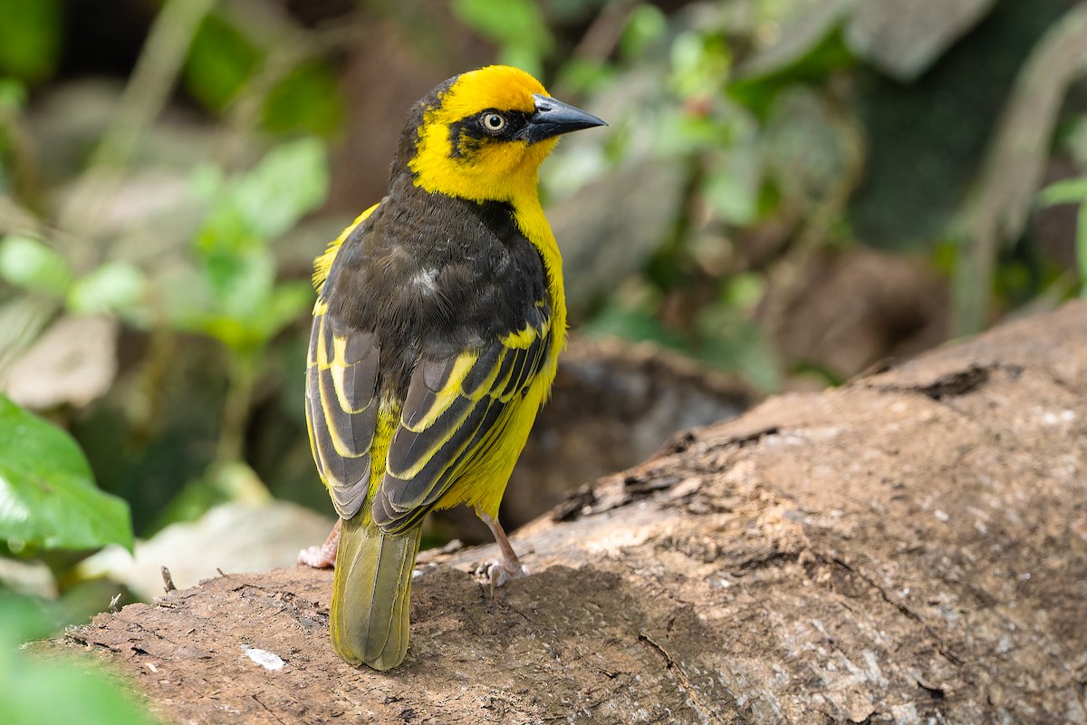 Baglafecht Weaver - Don Danko