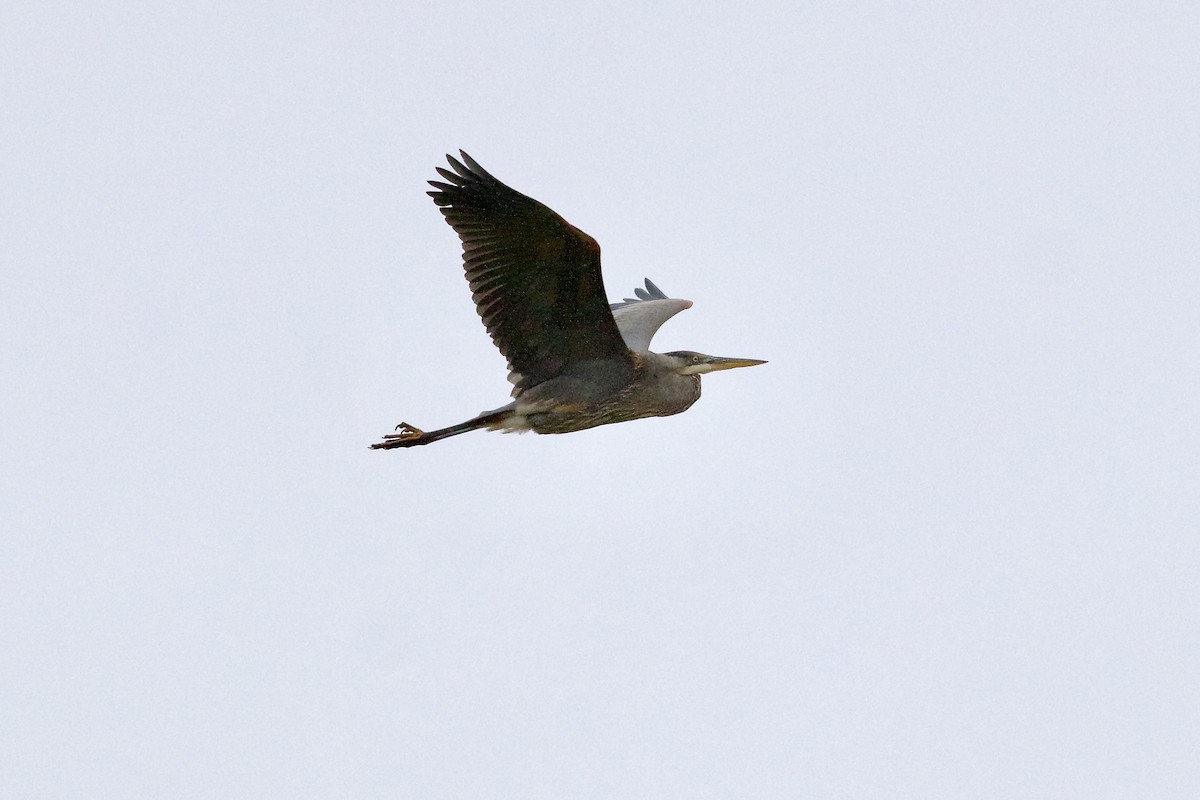 Great Blue Heron (Great Blue) - ML612450039