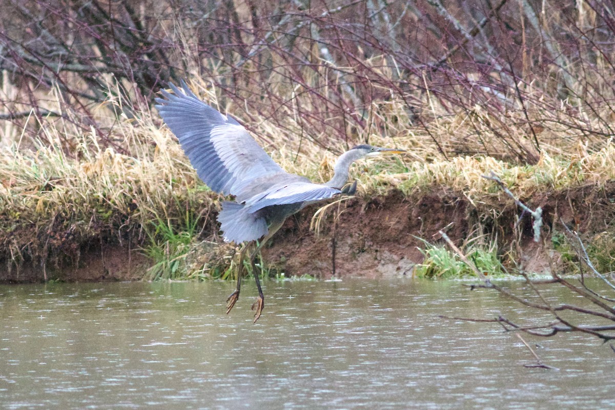 Great Blue Heron (Great Blue) - ML612450040