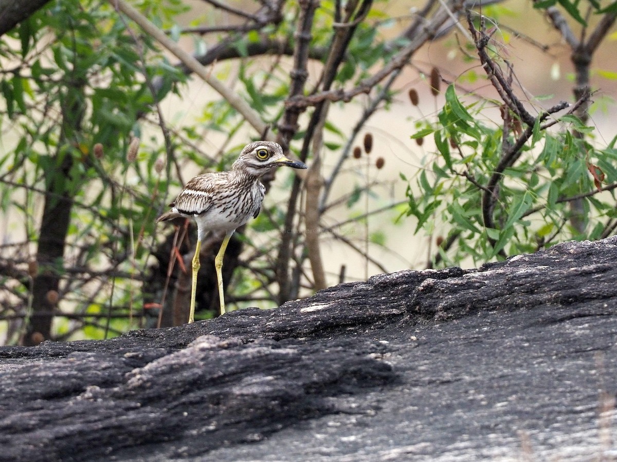 Indian Thick-knee - ML612450082