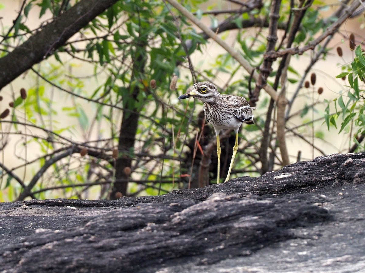 Indian Thick-knee - ML612450085