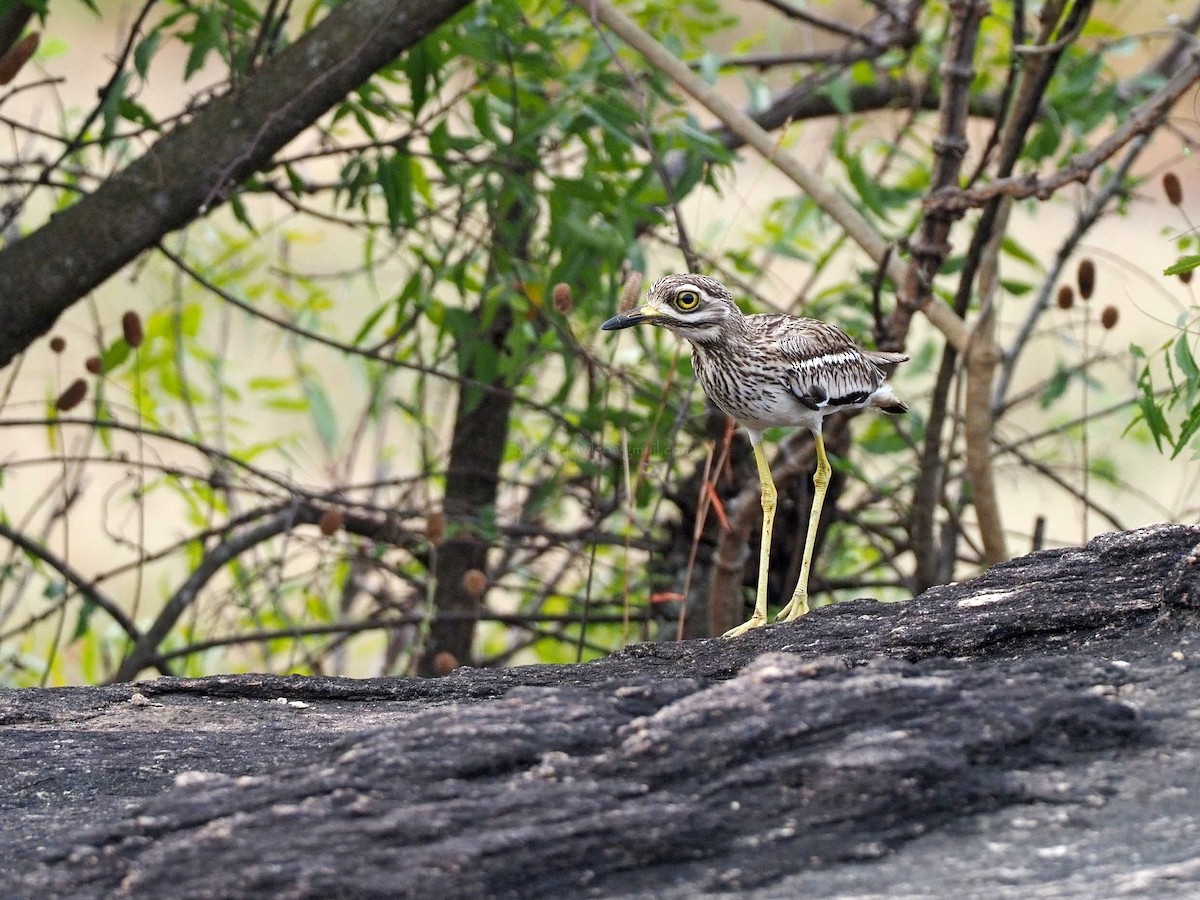 Indian Thick-knee - ML612450088