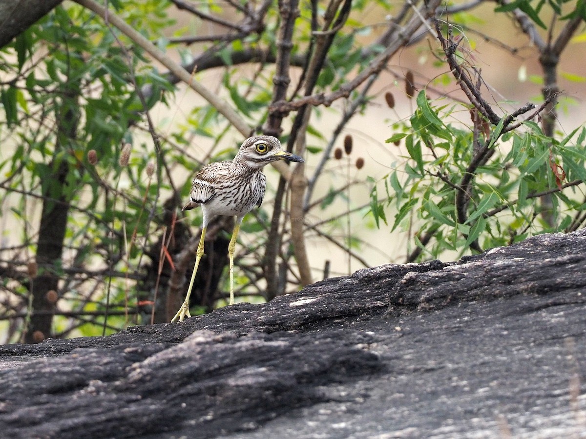 Indian Thick-knee - ML612450091