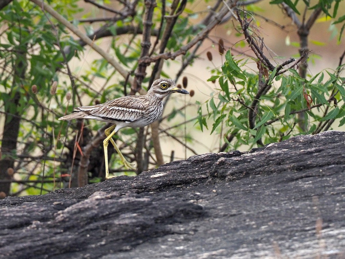 Indian Thick-knee - ML612450092